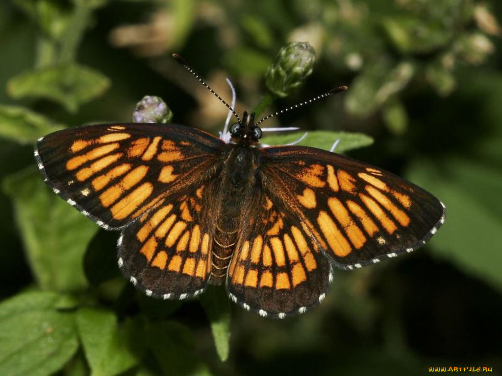 theona, checkerspot, thessalia, , 